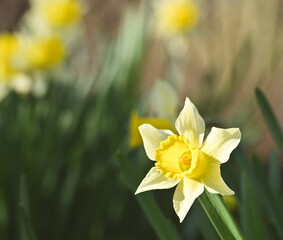 Beautiful close-up of a narcissus pseudonarcissus flower