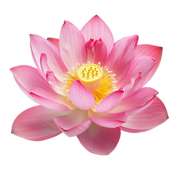 pink lotus flower on transparent background Remove png