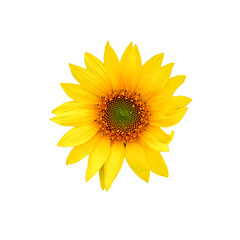 A single sunflower with yellow petals and a green and brown center.