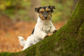 Small old funny Jack Russell Terrier dog is standing obediently in a sunny