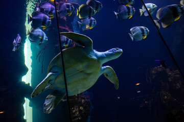 Aquarium, Meeresschildkröte