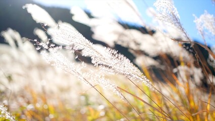 風に靡くススキ