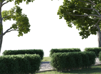  pathway in garden with green hedge and tree