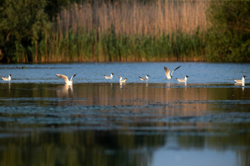 Pallas's gull, also known as the great black-headed gull seen in the Danube Delta, Romania