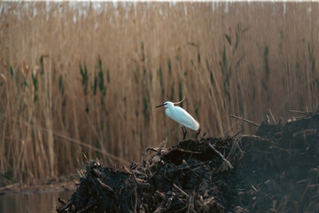 Majestic egret on the tranquil waters of the Danube Delta