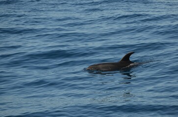Fototapeta premium Wild delphins near Tenerife swimming