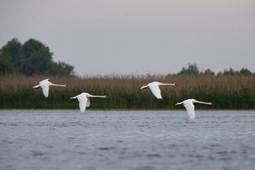 The Mute swan, Cygnus olor is a species of swan and a member of the waterfowl family Anatidae.