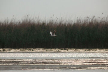 Pallas's gull, also known as the great black-headed gull seen in the Danube Delta, Romania