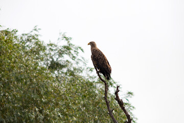 The white-tailed eagle (Haliaeetus albicilla)
