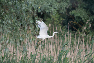 Majestic egret on the tranquil waters of the Danube Delta