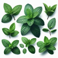 set of green mint leaves isolated on white background - obrazy, fototapety, plakaty