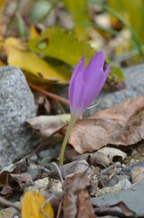 Autumn blooming Colchicum boissieri in the garden