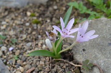 Autumn blooming Colchicum cupanii in the garden