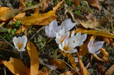 Autumn blooming Crocus cartwrightianus in the garden