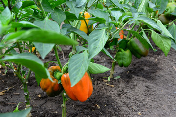Obraz premium red and green sweet peppers hanging on the pepper seedling 