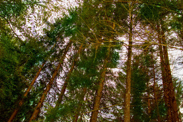 Fototapeta premium scene of pine tree forest