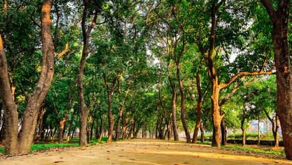 Fototapeta na wymiar Image of a running path in between big green trees