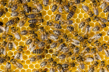Abejas trabajando en el panal.
