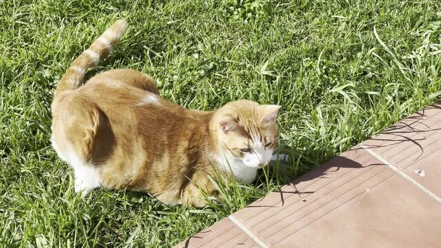 Gato naranja jugando en el c&eacute;sped 