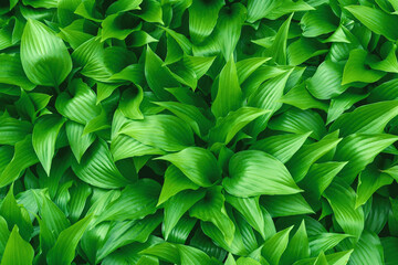 nature green  leaves background