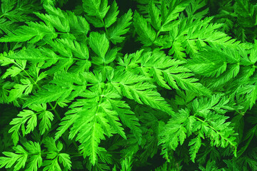 nature green  leaves  background.nature Green fern  background