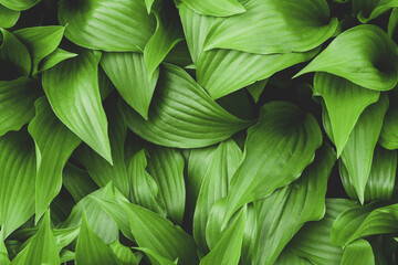 nature green  leaves background
