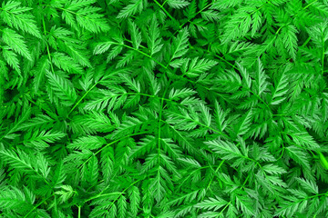 Green fern background. green leaves on natural background.