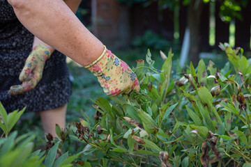 Fototapeta premium Women working in rural garden – summer harvest and countryside lifestyle