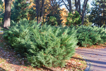 Juniper bushes in park against different trees in sunny day