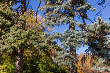 Two spruces of different species, fragment close-up