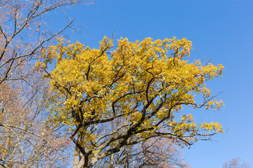 Top of oak among other tree tops against clear sky