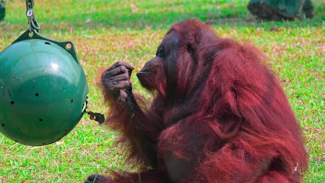 portrait of an adult orangutan eating