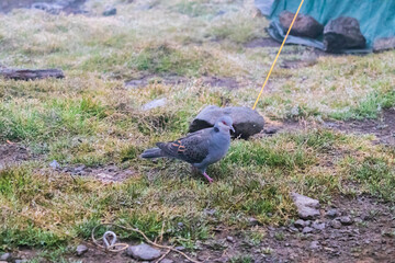 Pigeon Foraging on a Misty Morning