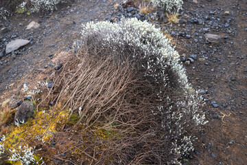 Silver Whispers Amongst Kilimanjaro’s Rocky Terrain