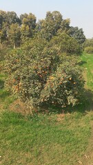 Fototapeta na wymiar autumn in the park Orange tree greenary big green tree 