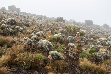 Mystic Beauty of Kilimanjaro’s Alpine Lobelia Deckeni Garden