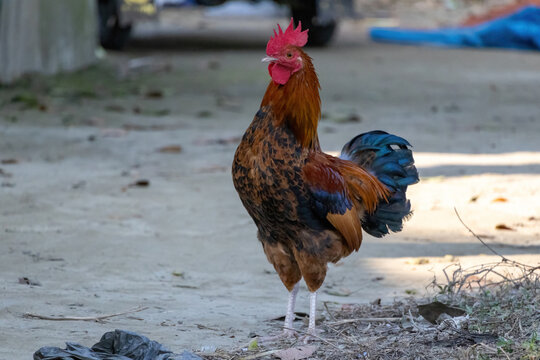 A beautiful colorful rooster stands on the dirt road of the village. It's a common bird in Bangladeshi rural areas. 