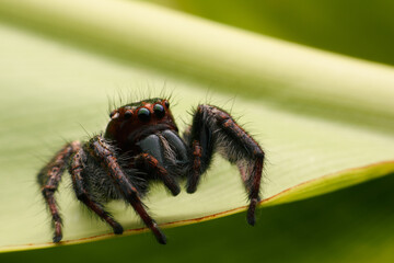 Spiders jumping on leaves. Captured with a close-up macro, the details of the little spider are displayed.