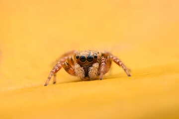 Spiders jumping on leaves. Captured with a close-up macro, the details of the little spider are displayed.