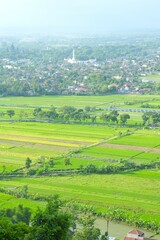 Fototapeta na wymiar Rice terrace with sunny day and green trees in prambanan area. Sawah