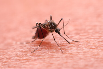 A mosquito that carries dengue fever and Zika virus is sucking blood on a person's skin.