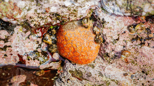 The Tethya aurantium (golf ball sponge or orange puffball sponge) living on coastal rocks.