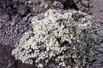 Ethereal Beauty of Helichrysum Newii on Mt. Kilimanjaro