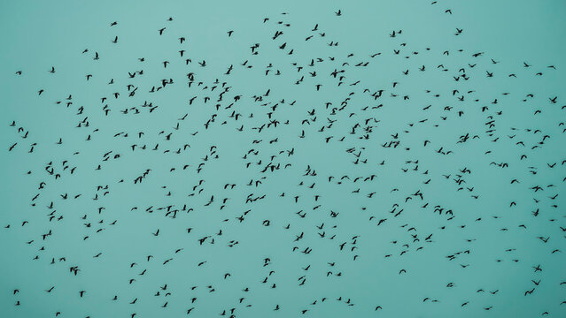 groupe oiseaux