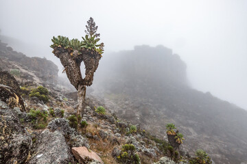 Mystic Beauty of Dendrosenecio Kilimanjari Amidst the Fog near Lava Tower