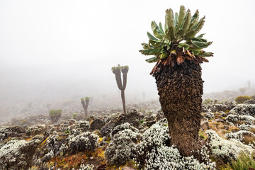 Majestic Giant Groundsel Jungle in Kilimanjaro's Alpine Zones