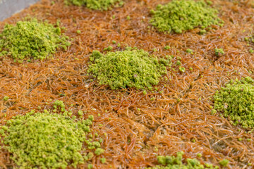 Top view of shredded phyllo dough with pistachio on tray isolated on white background. Traditional Turkish cuisine dessert.