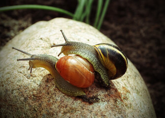 two snails travelling together on a stone    