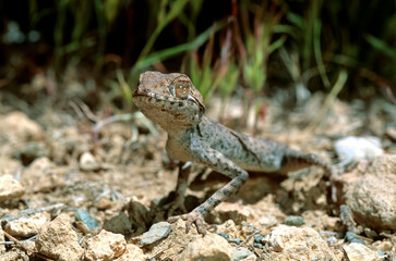 Spinnengecko // Persian spider gecko (Agamura persica) - Isfahan, Iran