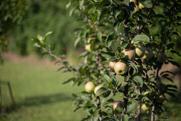 Women working in rural garden &ndash; summer harvest and countryside lifestyle